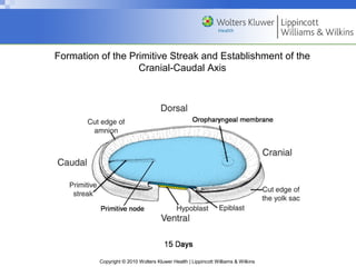 Copyright © 2010 Wolters Kluwer Health | Lippincott Williams & Wilkins
Formation of the Primitive Streak and Establishment of the
Cranial-Caudal Axis
 