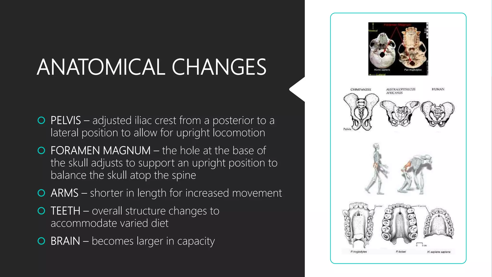 ANATOMICAL CHANGES
 PELVIS – adjusted iliac crest from a posterior to a
lateral position to allow for upright locomotion
 FORAMEN MAGNUM – the hole at the base of
the skull adjusts to support an upright position to
balance the skull atop the spine
 ARMS – shorter in length for increased movement
 TEETH – overall structure changes to
accommodate varied diet
 BRAIN – becomes larger in capacity
 