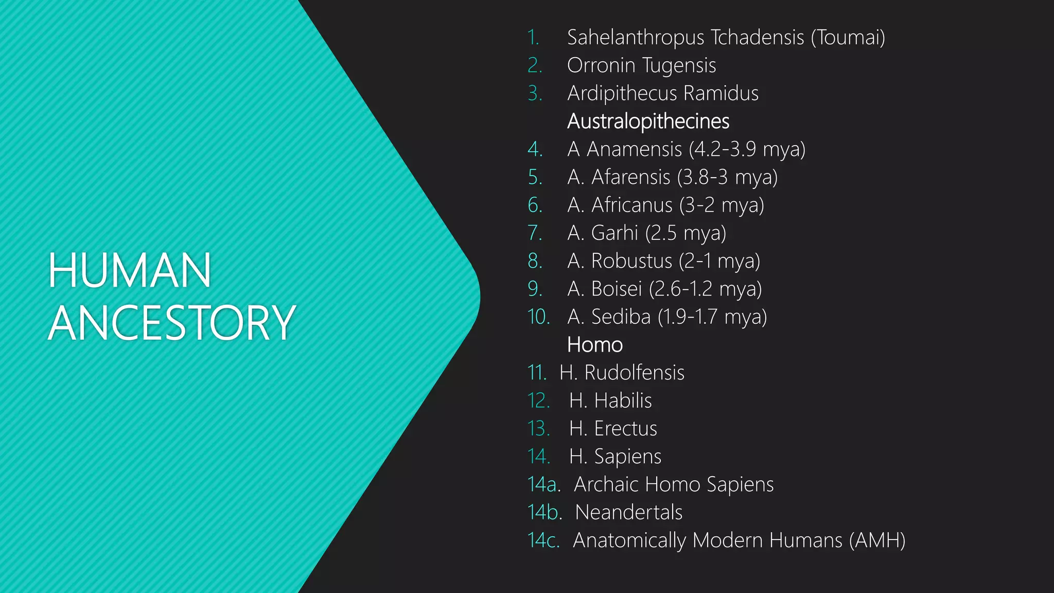 HUMAN
ANCESTORY
1. Sahelanthropus Tchadensis (Toumai)
2. Orronin Tugensis
3. Ardipithecus Ramidus
Australopithecines
4. A Anamensis (4.2-3.9 mya)
5. A. Afarensis (3.8-3 mya)
6. A. Africanus (3-2 mya)
7. A. Garhi (2.5 mya)
8. A. Robustus (2-1 mya)
9. A. Boisei (2.6-1.2 mya)
10. A. Sediba (1.9-1.7 mya)
Homo
11. H. Rudolfensis
12. H. Habilis
13. H. Erectus
14. H. Sapiens
14a. Archaic Homo Sapiens
14b. Neandertals
14c. Anatomically Modern Humans (AMH)
 