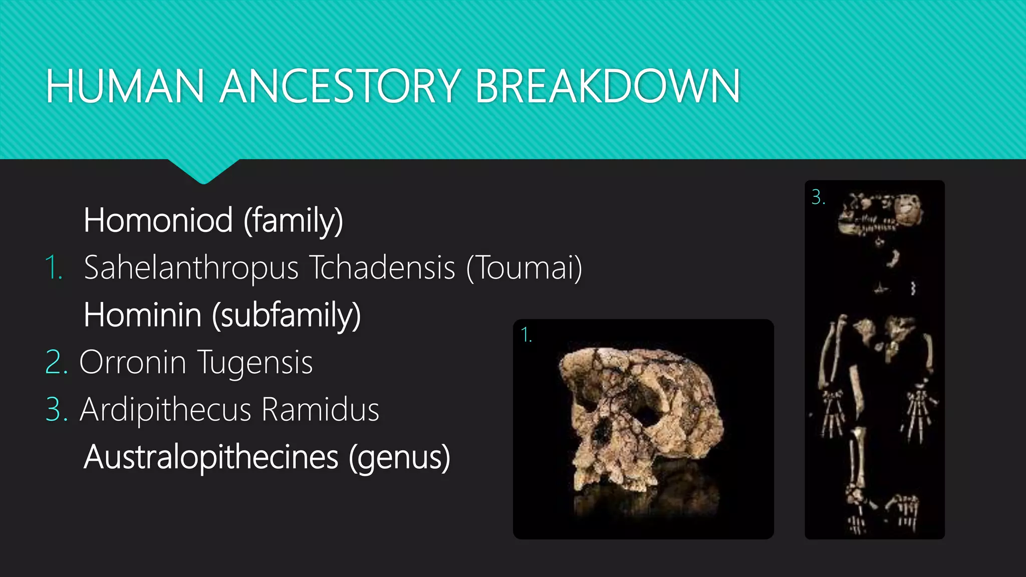HUMAN ANCESTORY BREAKDOWN
Homoniod (family)
1. Sahelanthropus Tchadensis (Toumai)
Hominin (subfamily)
2. Orronin Tugensis
3. Ardipithecus Ramidus
Australopithecines (genus)
1.
3.
 