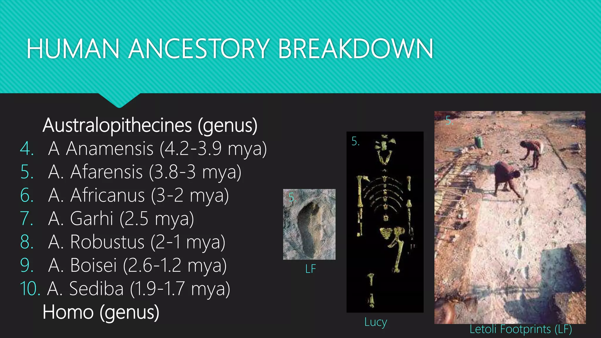 HUMAN ANCESTORY BREAKDOWN
Australopithecines (genus)
4. A Anamensis (4.2-3.9 mya)
5. A. Afarensis (3.8-3 mya)
6. A. Africanus (3-2 mya)
7. A. Garhi (2.5 mya)
8. A. Robustus (2-1 mya)
9. A. Boisei (2.6-1.2 mya)
10. A. Sediba (1.9-1.7 mya)
Homo (genus)
5.
5.
5.
Lucy
Letoli Footprints (LF)
LF
 