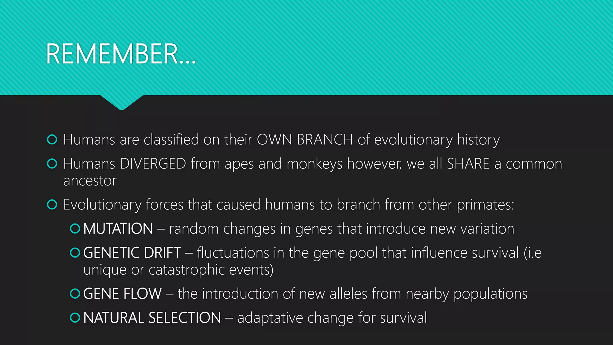 REMEMBER…
 Humans are classified on their OWN BRANCH of evolutionary history
 Humans DIVERGED from apes and monkeys however, we all SHARE a common
ancestor
 Evolutionary forces that caused humans to branch from other primates:
MUTATION – random changes in genes that introduce new variation
GENETIC DRIFT – fluctuations in the gene pool that influence survival (i.e
unique or catastrophic events)
GENE FLOW – the introduction of new alleles from nearby populations
NATURAL SELECTION – adaptative change for survival
 
