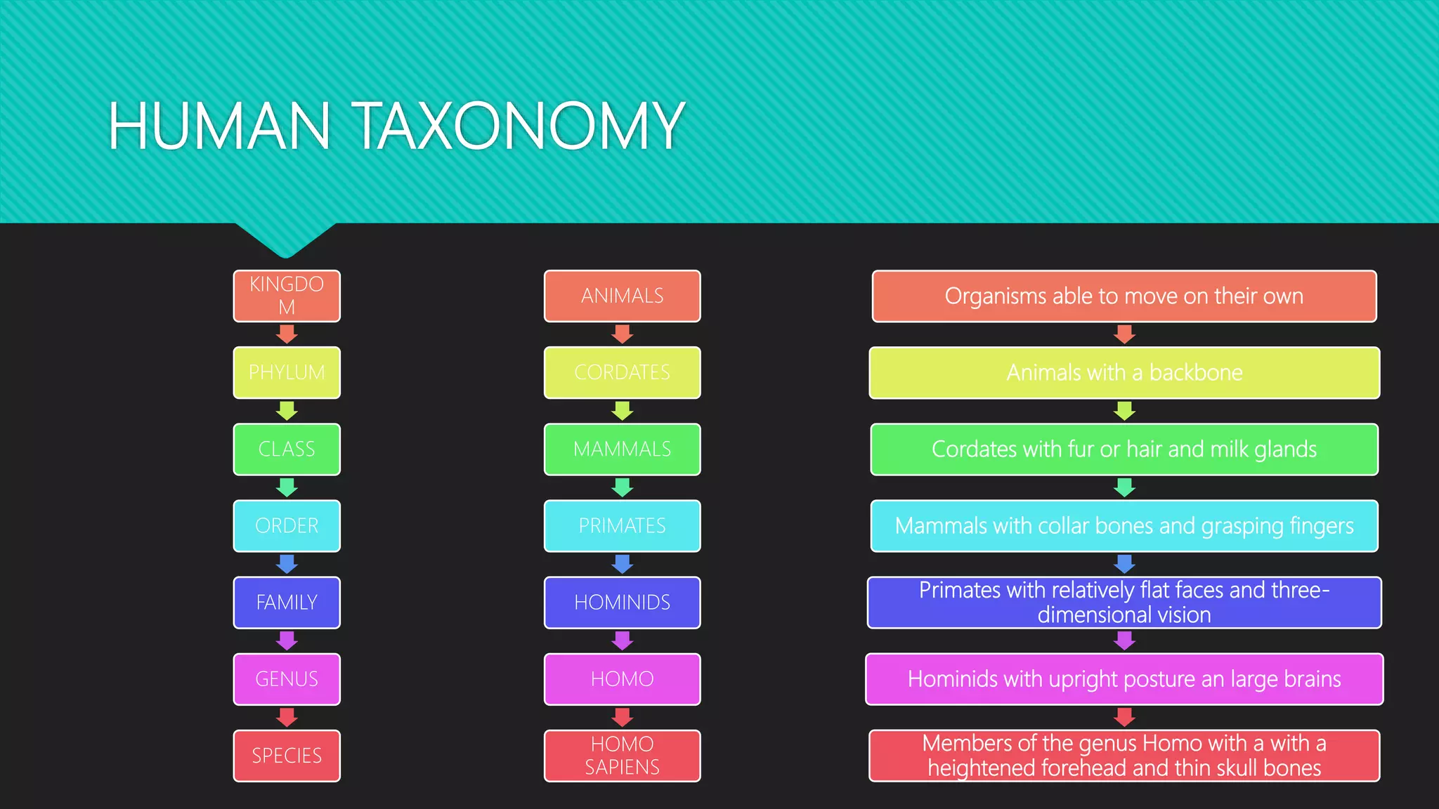 HUMAN TAXONOMY
KINGDO
M
PHYLUM
CLASS
ORDER
FAMILY
GENUS
SPECIES
ANIMALS
CORDATES
MAMMALS
PRIMATES
HOMINIDS
HOMO
HOMO
SAPIENS
Organisms able to move on their own
Animals with a backbone
Cordates with fur or hair and milk glands
Mammals with collar bones and grasping fingers
Primates with relatively flat faces and three-
dimensional vision
Hominids with upright posture an large brains
Members of the genus Homo with a with a
heightened forehead and thin skull bones
 