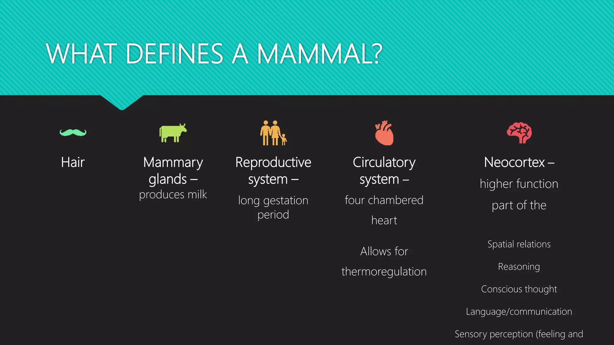 WHAT DEFINES A MAMMAL?
Hair Mammary
glands –
produces milk
Reproductive
system –
long gestation
period
Circulatory
system –
four chambered
heart
Allows for
thermoregulation
Neocortex –
higher function
part of the
Spatial relations
Reasoning
Conscious thought
Language/communication
Sensory perception (feeling and
 