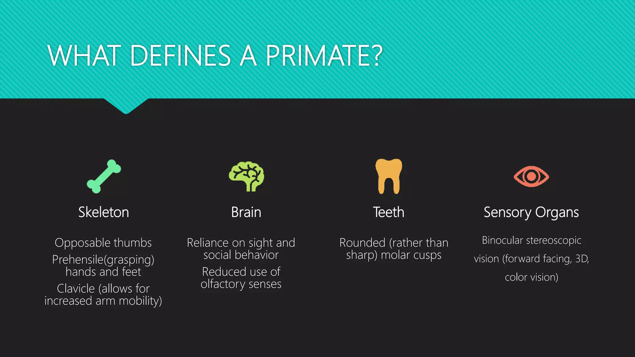 WHAT DEFINES A PRIMATE?
Skeleton Brain Teeth Sensory Organs
Binocular stereoscopic
vision (forward facing, 3D,
color vision)
Opposable thumbs
Prehensile(grasping)
hands and feet
Clavicle (allows for
increased arm mobility)
Reliance on sight and
social behavior
Reduced use of
olfactory senses
Rounded (rather than
sharp) molar cusps
 