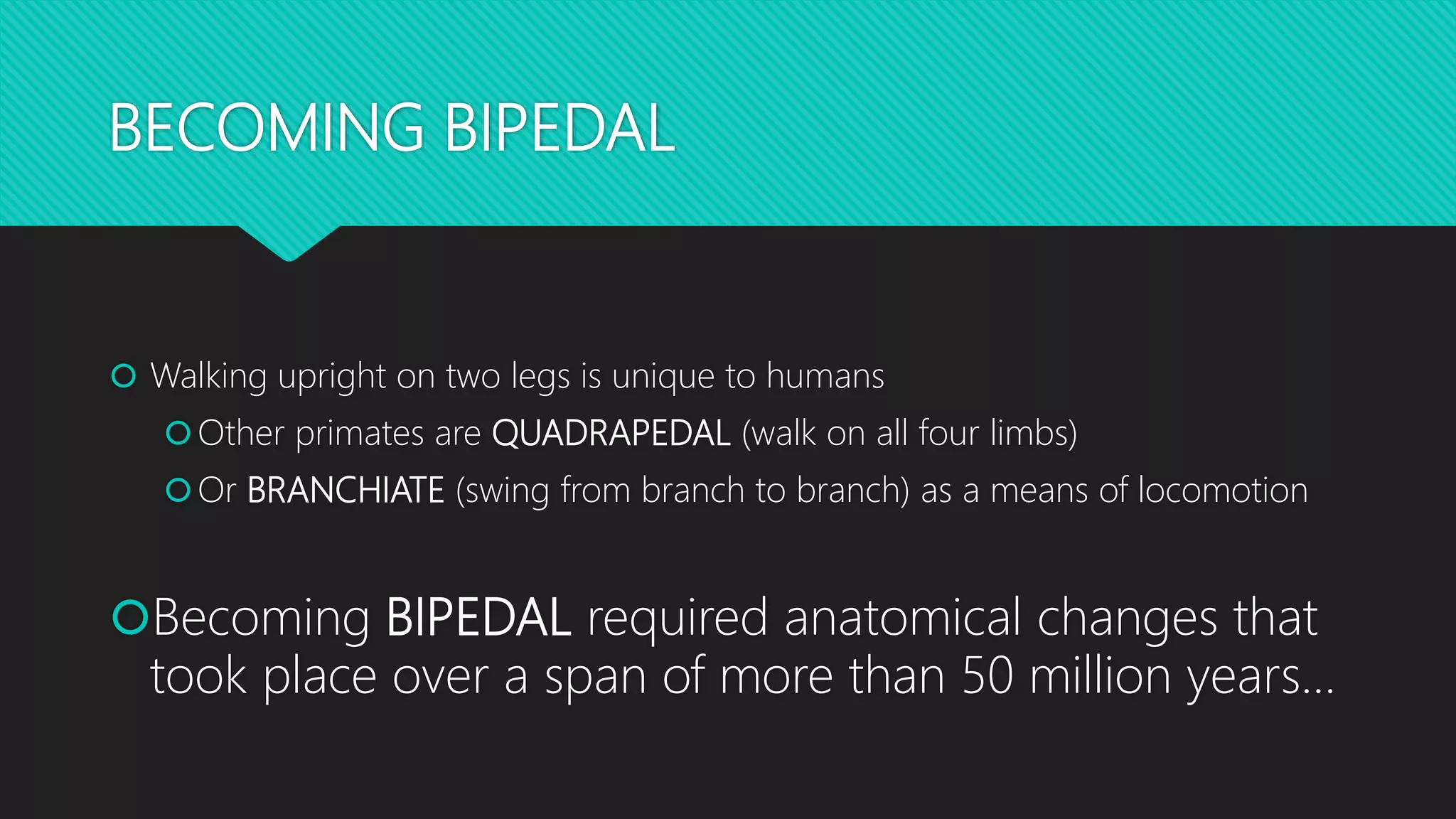 BECOMING BIPEDAL
 Walking upright on two legs is unique to humans
Other primates are QUADRAPEDAL (walk on all four limbs)
Or BRANCHIATE (swing from branch to branch) as a means of locomotion
Becoming BIPEDAL required anatomical changes that
took place over a span of more than 50 million years…
 