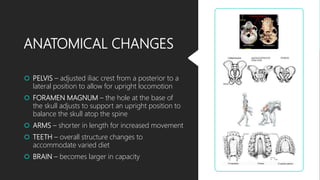 ANATOMICAL CHANGES
 PELVIS – adjusted iliac crest from a posterior to a
lateral position to allow for upright locomotion
 FORAMEN MAGNUM – the hole at the base of
the skull adjusts to support an upright position to
balance the skull atop the spine
 ARMS – shorter in length for increased movement
 TEETH – overall structure changes to
accommodate varied diet
 BRAIN – becomes larger in capacity
 