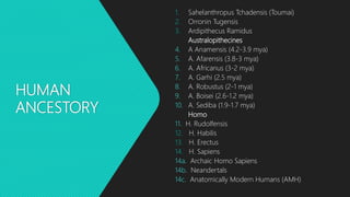 HUMAN
ANCESTORY
1. Sahelanthropus Tchadensis (Toumai)
2. Orronin Tugensis
3. Ardipithecus Ramidus
Australopithecines
4. A Anamensis (4.2-3.9 mya)
5. A. Afarensis (3.8-3 mya)
6. A. Africanus (3-2 mya)
7. A. Garhi (2.5 mya)
8. A. Robustus (2-1 mya)
9. A. Boisei (2.6-1.2 mya)
10. A. Sediba (1.9-1.7 mya)
Homo
11. H. Rudolfensis
12. H. Habilis
13. H. Erectus
14. H. Sapiens
14a. Archaic Homo Sapiens
14b. Neandertals
14c. Anatomically Modern Humans (AMH)
 