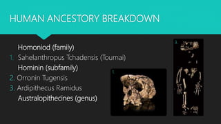 HUMAN ANCESTORY BREAKDOWN
Homoniod (family)
1. Sahelanthropus Tchadensis (Toumai)
Hominin (subfamily)
2. Orronin Tugensis
3. Ardipithecus Ramidus
Australopithecines (genus)
1.
3.
 