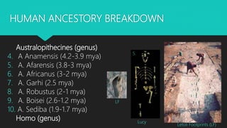 HUMAN ANCESTORY BREAKDOWN
Australopithecines (genus)
4. A Anamensis (4.2-3.9 mya)
5. A. Afarensis (3.8-3 mya)
6. A. Africanus (3-2 mya)
7. A. Garhi (2.5 mya)
8. A. Robustus (2-1 mya)
9. A. Boisei (2.6-1.2 mya)
10. A. Sediba (1.9-1.7 mya)
Homo (genus)
5.
5.
5.
Lucy
Letoli Footprints (LF)
LF
 