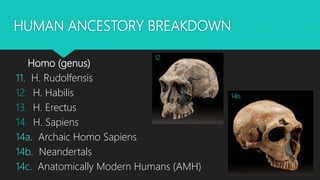 HUMAN ANCESTORY BREAKDOWN
Homo (genus)
11. H. Rudolfensis
12. H. Habilis
13. H. Erectus
14. H. Sapiens
14a. Archaic Homo Sapiens
14b. Neandertals
14c. Anatomically Modern Humans (AMH)
12.
14b.
 