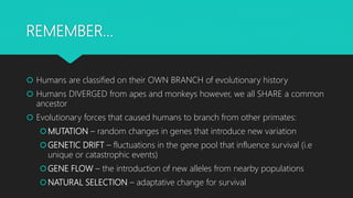 REMEMBER…
 Humans are classified on their OWN BRANCH of evolutionary history
 Humans DIVERGED from apes and monkeys however, we all SHARE a common
ancestor
 Evolutionary forces that caused humans to branch from other primates:
MUTATION – random changes in genes that introduce new variation
GENETIC DRIFT – fluctuations in the gene pool that influence survival (i.e
unique or catastrophic events)
GENE FLOW – the introduction of new alleles from nearby populations
NATURAL SELECTION – adaptative change for survival
 