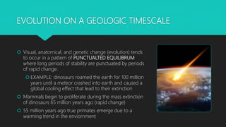 EVOLUTION ON A GEOLOGIC TIMESCALE
 Visual, anatomical, and genetic change (evolution) tends
to occur in a pattern of PUNCTUALTED EQUILIBRUM
where long periods of stability are punctuated by periods
of rapid change.
 EXAMPLE: dinosaurs roamed the earth for 100 million
years until a meteor crashed into earth and caused a
global cooling effect that lead to their extinction
 Mammals begin to proliferate during the mass extinction
of dinosaurs 65 million years ago (rapid change)
 55 million years ago true primates emerge due to a
warming trend in the enviornment
 