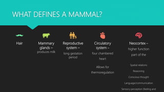 WHAT DEFINES A MAMMAL?
Hair Mammary
glands –
produces milk
Reproductive
system –
long gestation
period
Circulatory
system –
four chambered
heart
Allows for
thermoregulation
Neocortex –
higher function
part of the
Spatial relations
Reasoning
Conscious thought
Language/communication
Sensory perception (feeling and
 