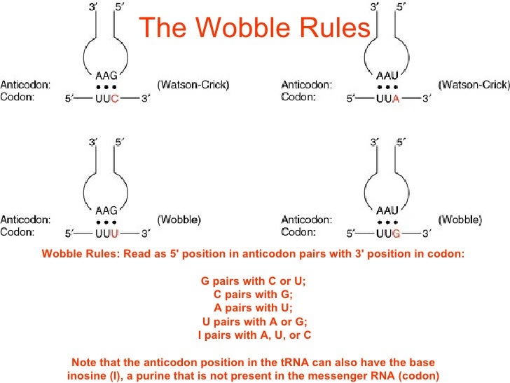 From Gene To Protein