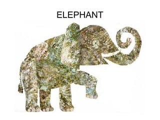 ELEPHANT
 