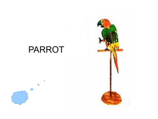 PARROT
 