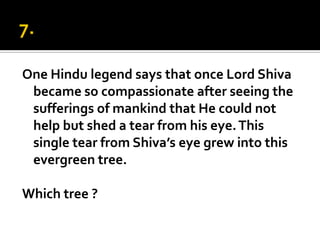 One Hindu legend says that once Lord Shiva
 became so compassionate after seeing the
 sufferings of mankind that He could not
 help but shed a tear from his eye. This
 single tear from Shiva’s eye grew into this
 evergreen tree.

Which tree ?
 