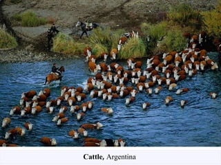 Cattle ,  Argentina  