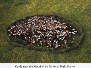 Cattle near the Masai Mara National Park, Kenya  