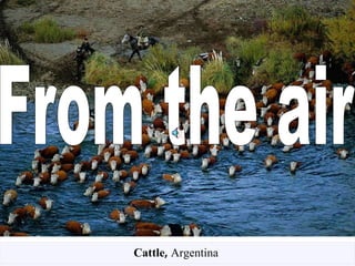 From the air Cattle ,  Argentina  