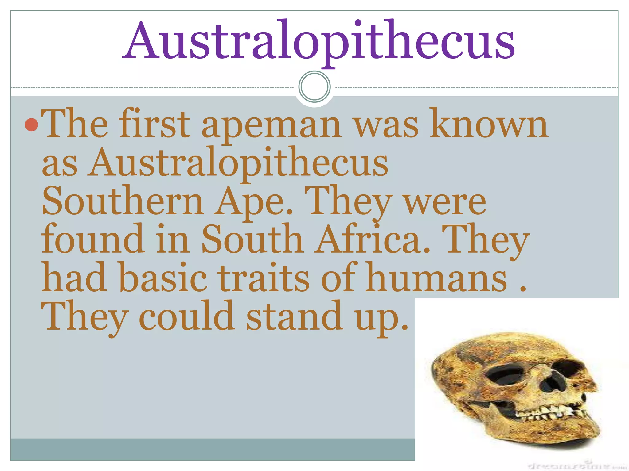 Australopithecus
The first apeman was known
as Australopithecus
Southern Ape. They were
found in South Africa. They
had basic traits of humans .
They could stand up.
 