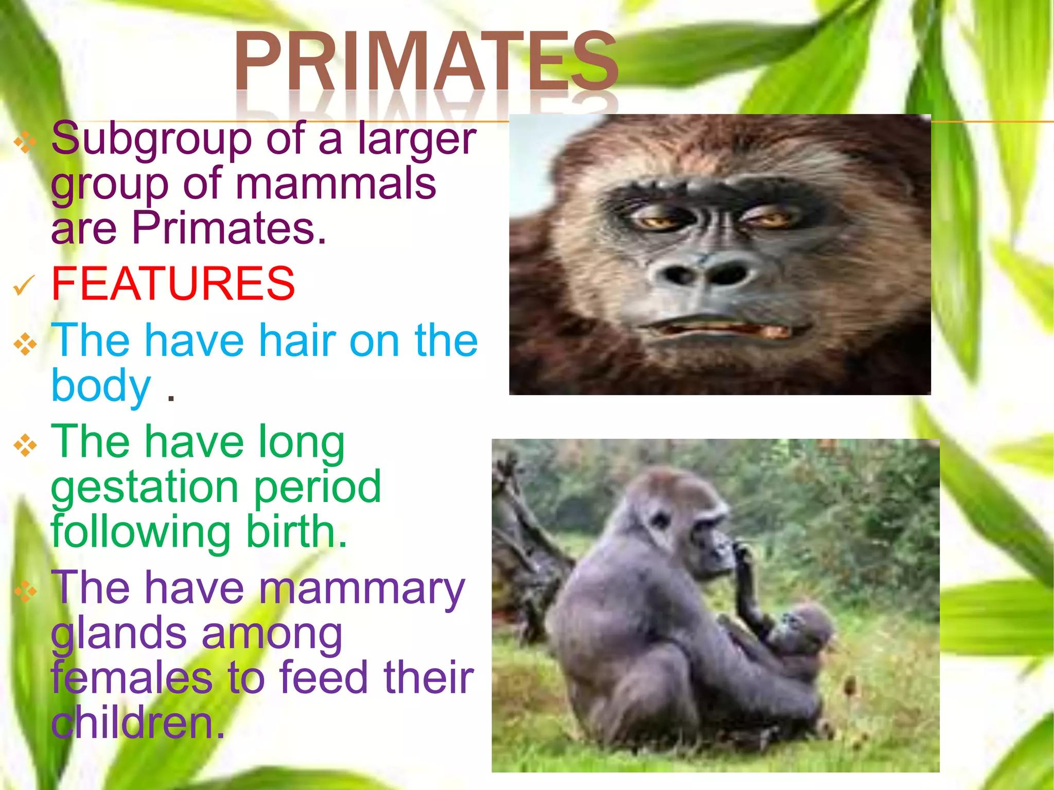 PRIMATES
 Subgroup of a larger
group of mammals
are Primates.
 FEATURES
 The have hair on the
body .
 The have long
gestation period
following birth.
 The have mammary
glands among
females to feed their
children.
 