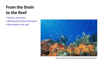 From the Drain to the Reef ,[object Object],[object Object],[object Object],http://animals.howstuffworks.com/marine-life/coral-reef.htm  