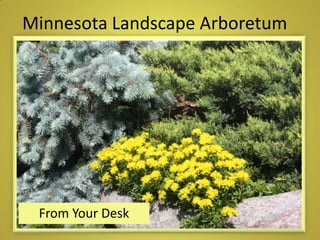 Minnesota Landscape Arboretum
From Your Desk
 