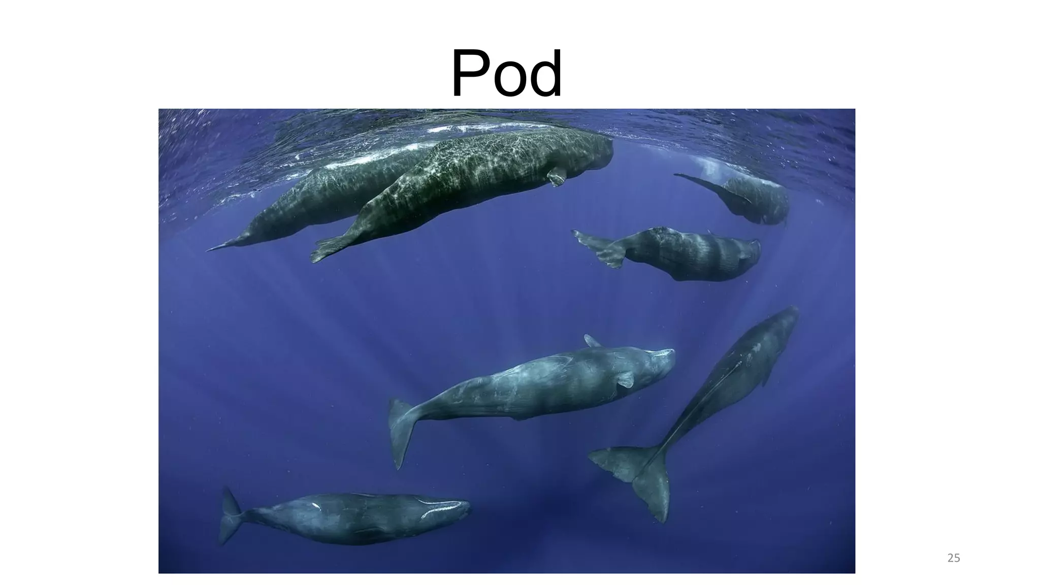 25
Pod
 