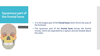 Squamous part of
the frontal bone
 It is the largest part of the frontal bone which forms the area of
the forehead.
 The squamous part of the frontal bone houses the frontal
sinuses, which are separated by a septum and are located above
the orbits.
 