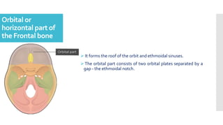 Orbital or
horizontal part of
the Frontal bone
 It forms the roof of the orbit and ethmoidal sinuses.
The orbital part consists of two orbital plates separated by a
gap - the ethmoidal notch.
 