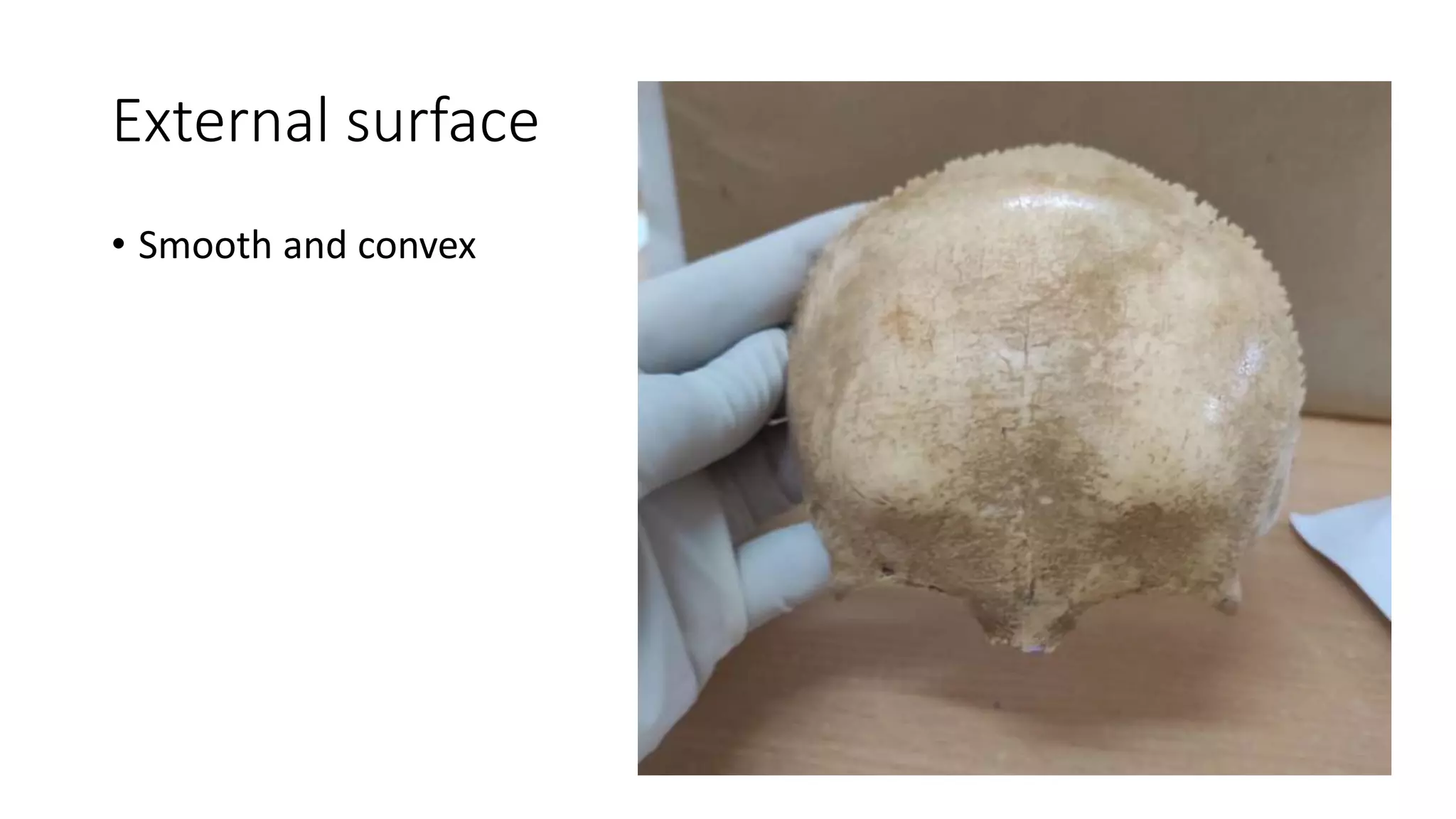 External surface
• Smooth and convex
 