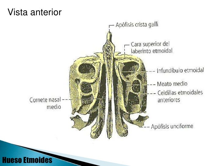 HUESO ETMOIDES Anatomia