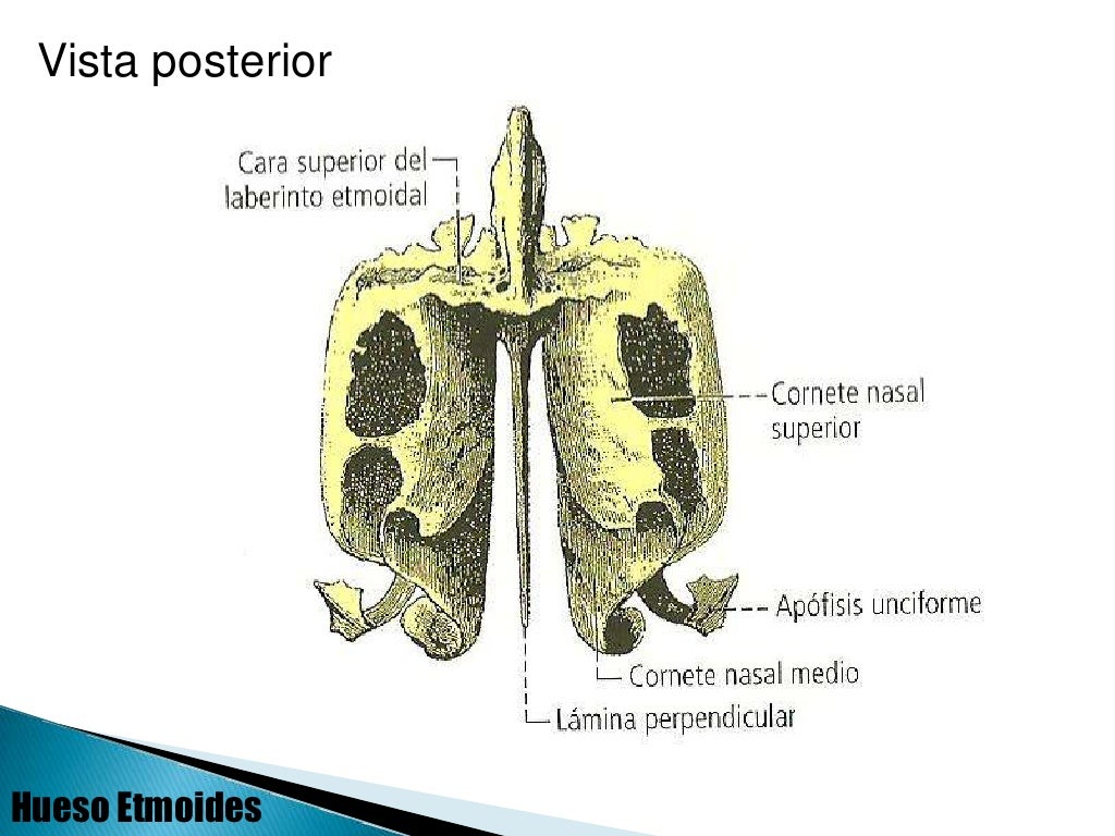 Frontal y etmoides