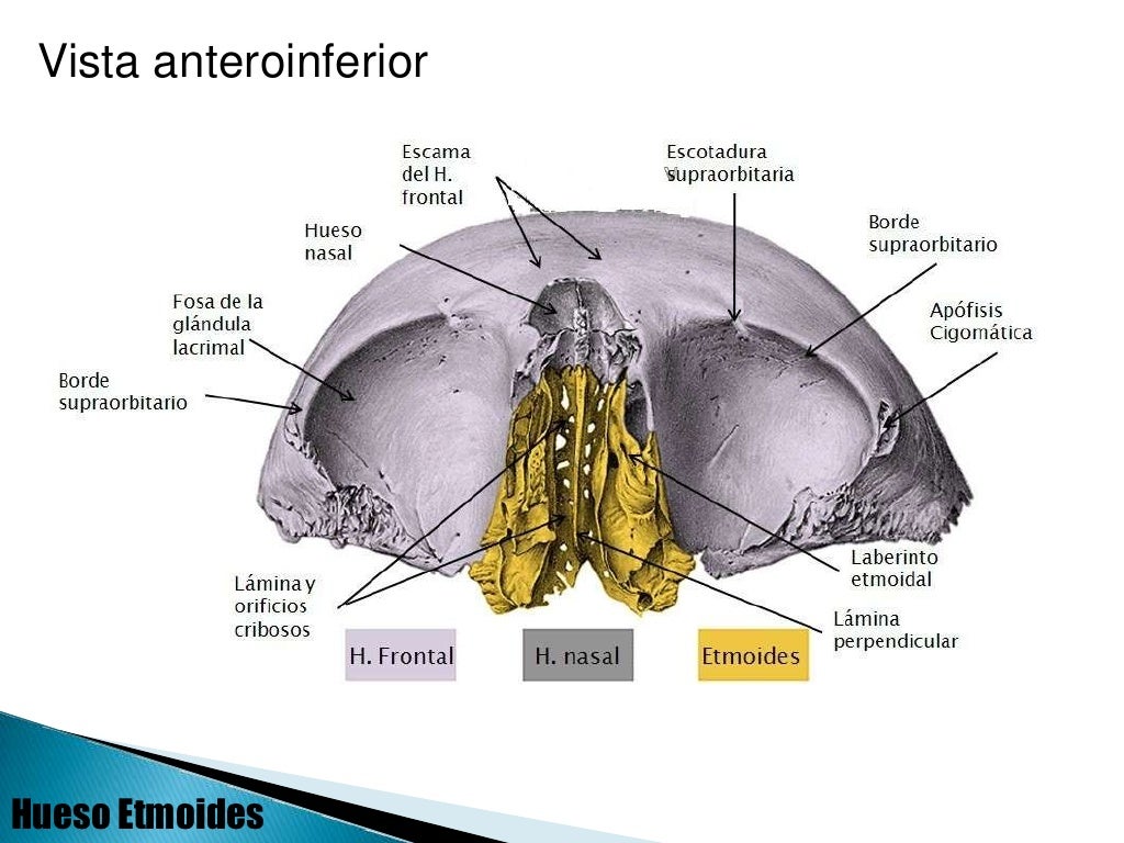 Frontal y etmoides
