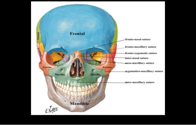 norma frontalis