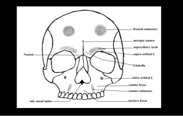 norma frontalis