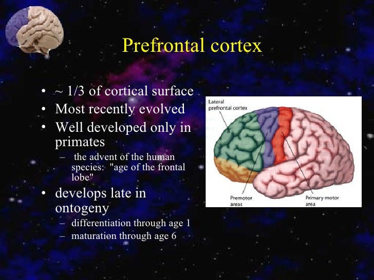 Cerebral Cortex Fully Developed Age – GIHOU