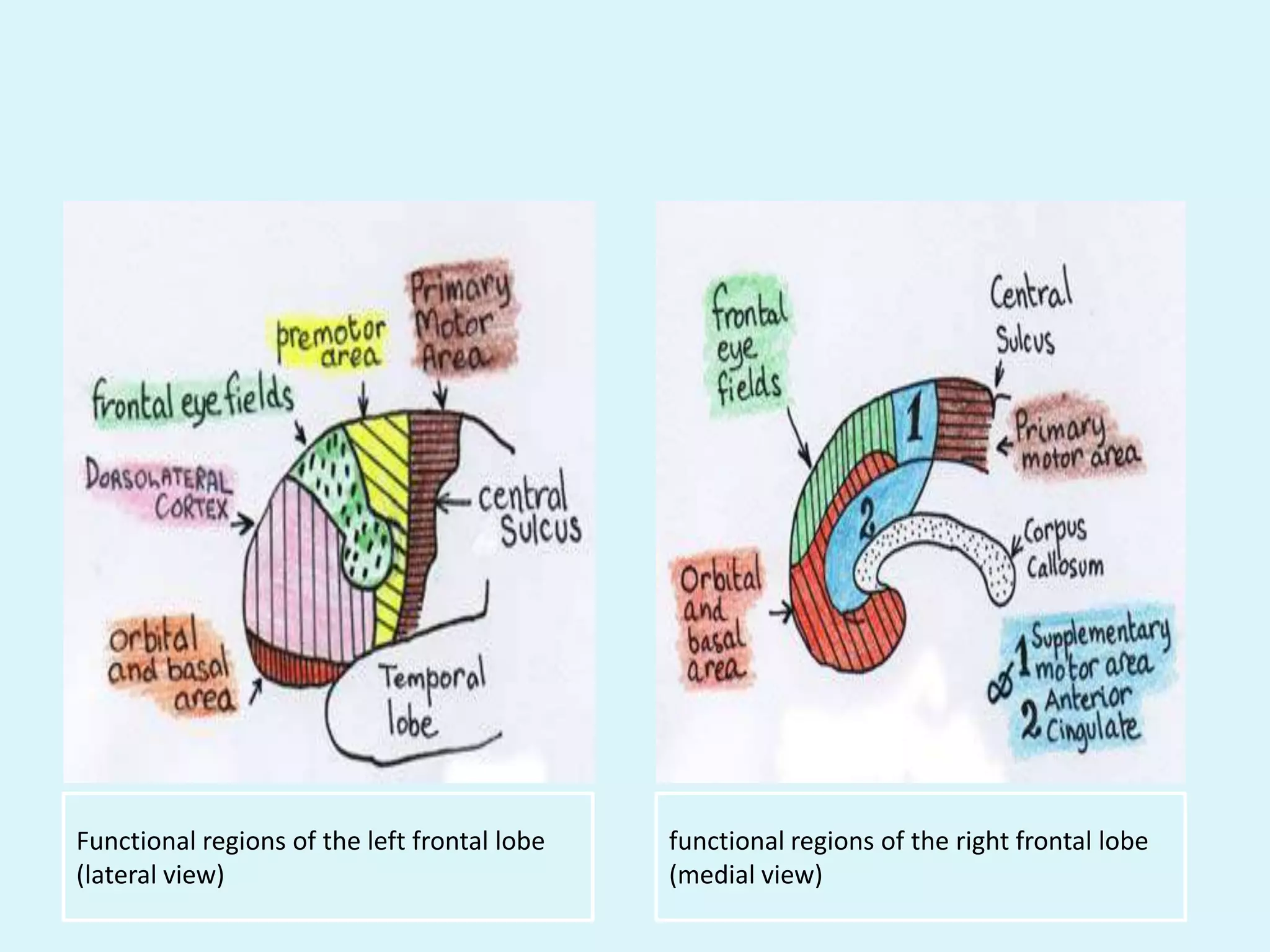 Functional regions of the left frontal lobe   functional regions of the right frontal lobe
(lateral view)                                (medial view)
 
