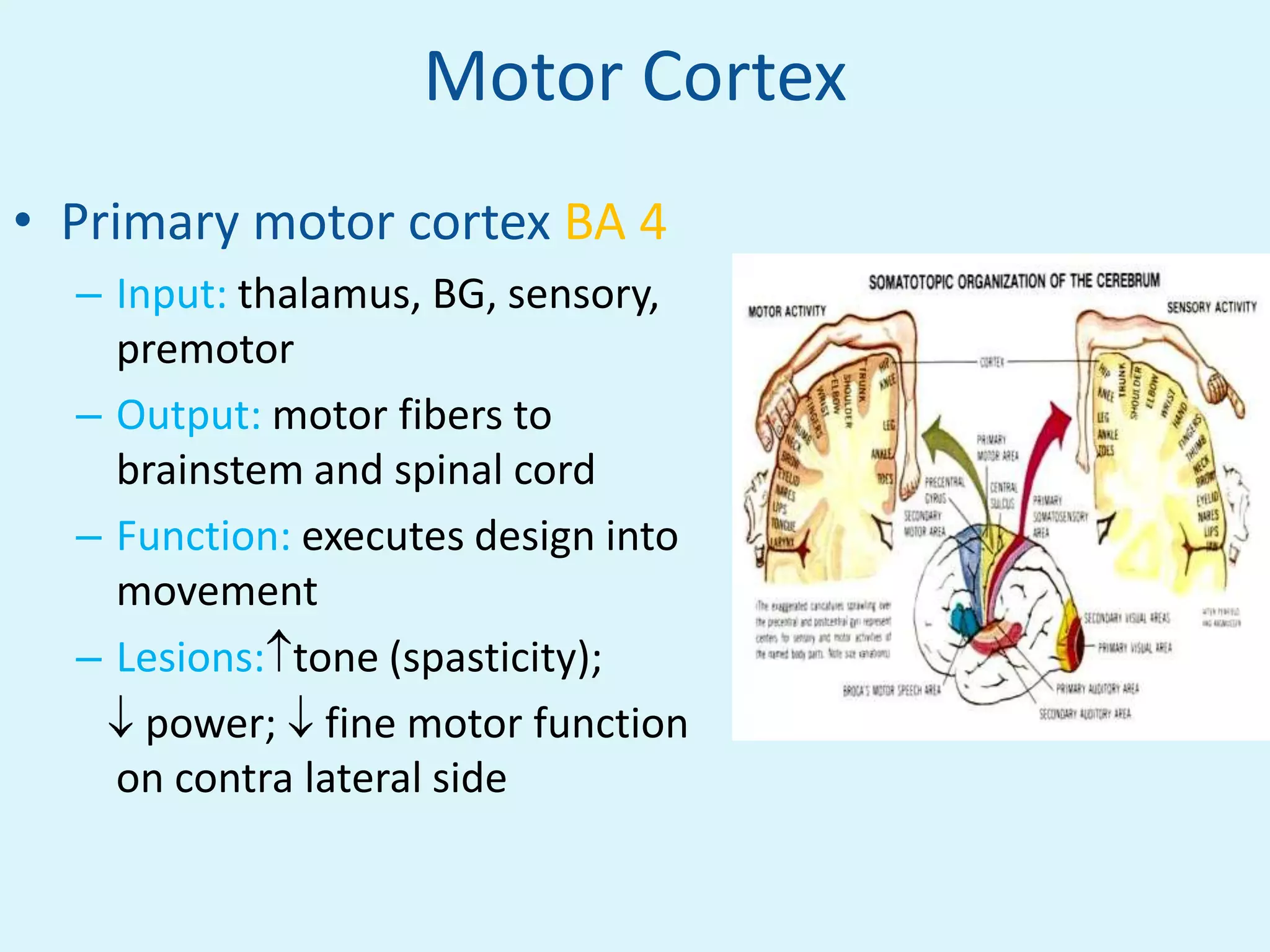 Motor Cortex
• Primary motor cortex BA 4
  – Input: thalamus, BG, sensory,
    premotor
  – Output: motor fibers to
    brainstem and spinal cord
  – Function: executes design into
    movement
  – Lesions: tone (spasticity);
      power; fine motor function
    on contra lateral side
 