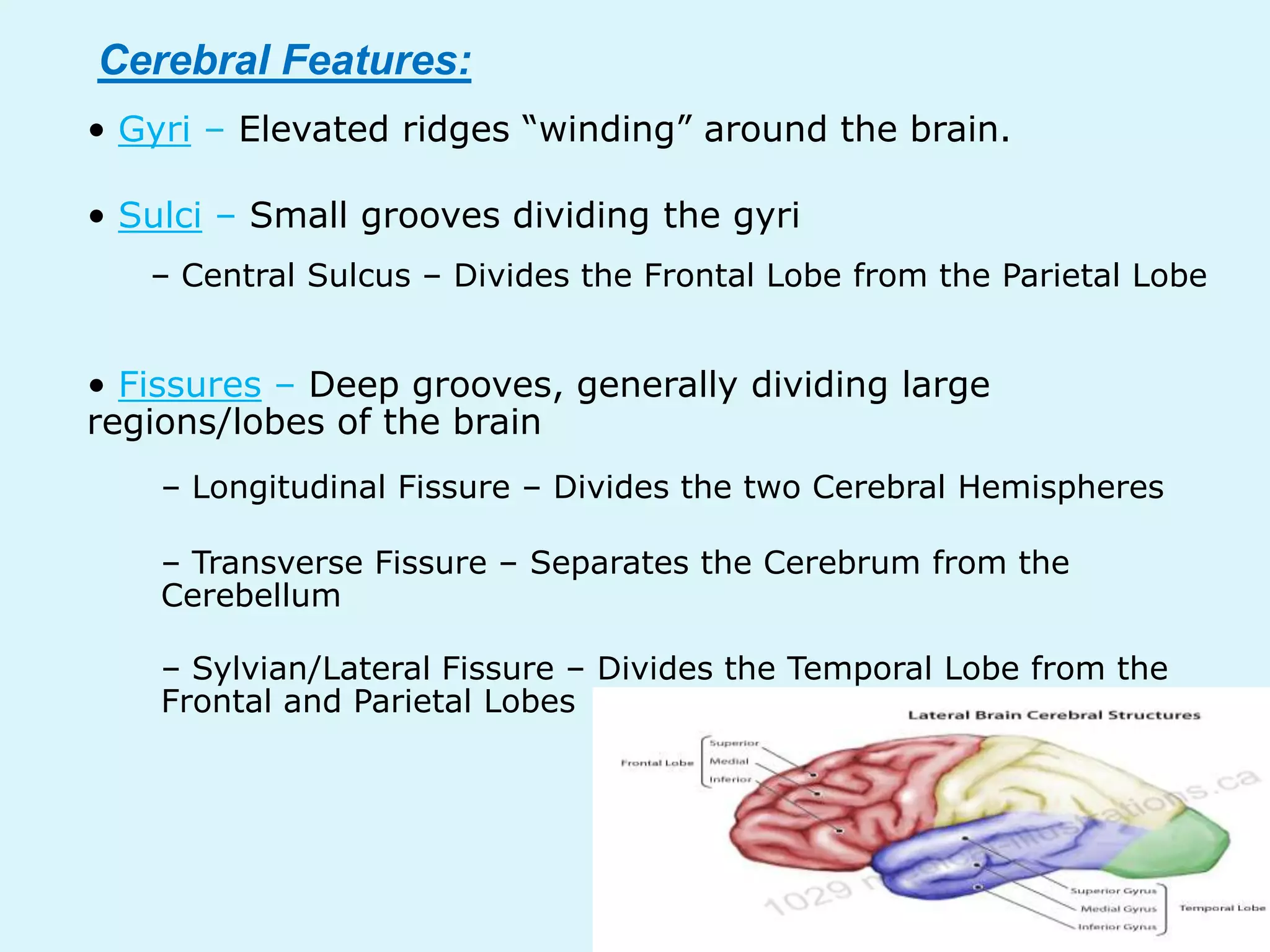 Cerebral Features:
• Gyri – Elevated ridges “winding” around the brain.

• Sulci – Small grooves dividing the gyri
   – Central Sulcus – Divides the Frontal Lobe from the Parietal Lobe


• Fissures – Deep grooves, generally dividing large
regions/lobes of the brain
    – Longitudinal Fissure – Divides the two Cerebral Hemispheres

    – Transverse Fissure – Separates the Cerebrum from the
    Cerebellum

    – Sylvian/Lateral Fissure – Divides the Temporal Lobe from the
    Frontal and Parietal Lobes
 