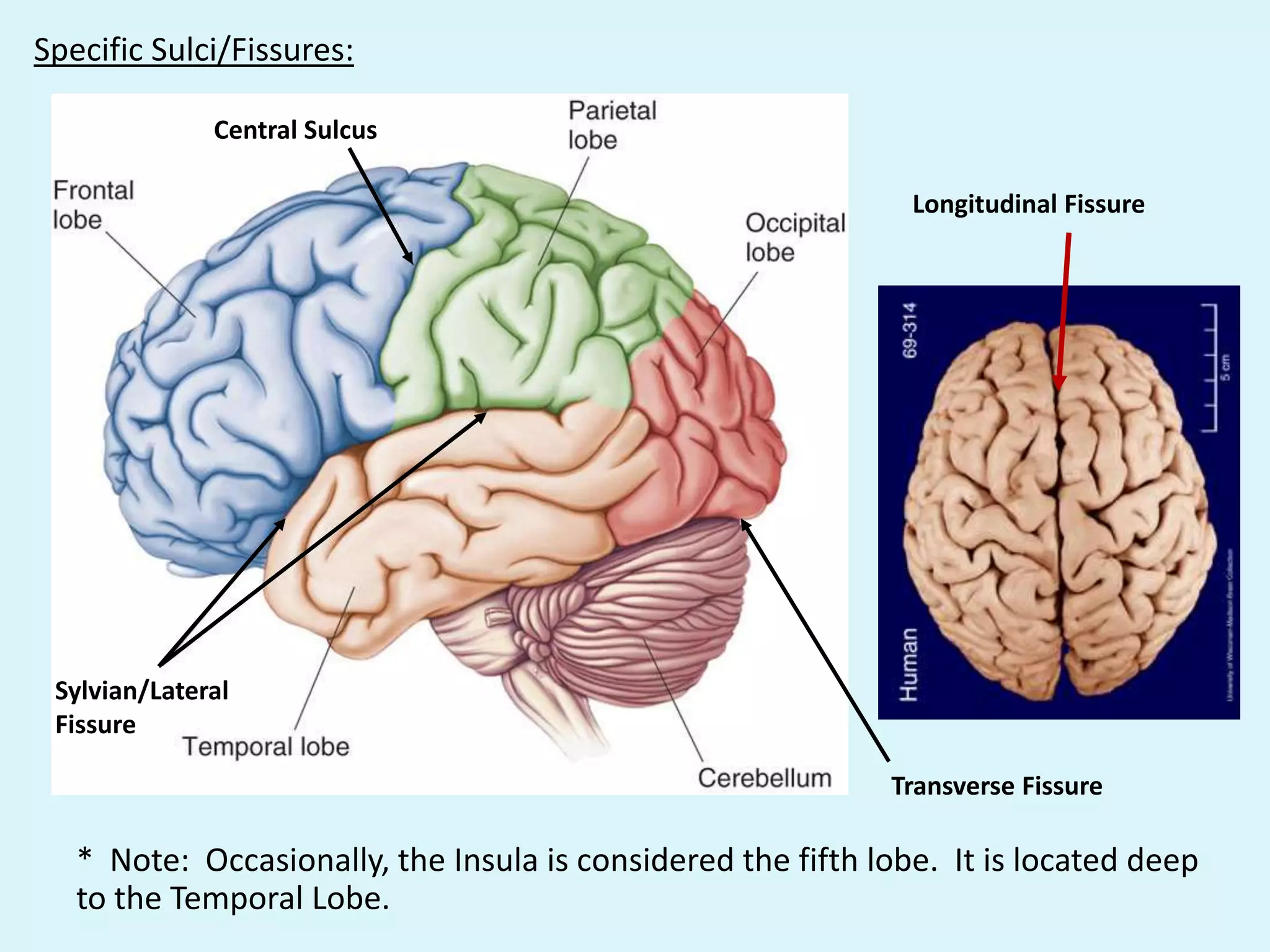 Specific Sulci/Fissures:

              Central Sulcus

                                                               Longitudinal Fissure




 Sylvian/Lateral
 Fissure

                                                             Transverse Fissure

   * Note: Occasionally, the Insula is considered the fifth lobe. It is located deep
   to the Temporal Lobe.
 