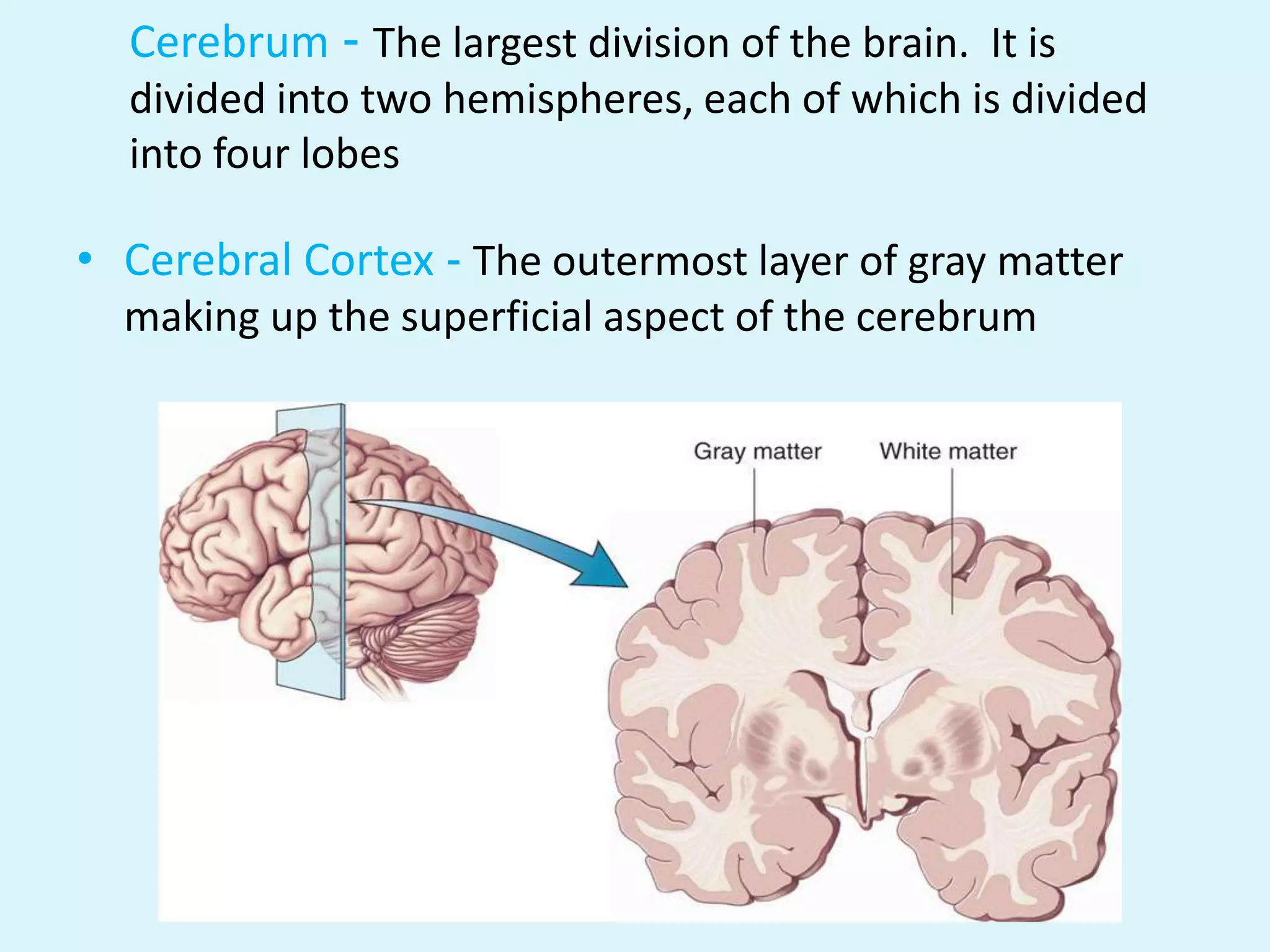 Cerebrum - The largest division of the brain. It is
  divided into two hemispheres, each of which is divided
  into four lobes

• Cerebral Cortex - The outermost layer of gray matter
  making up the superficial aspect of the cerebrum
 