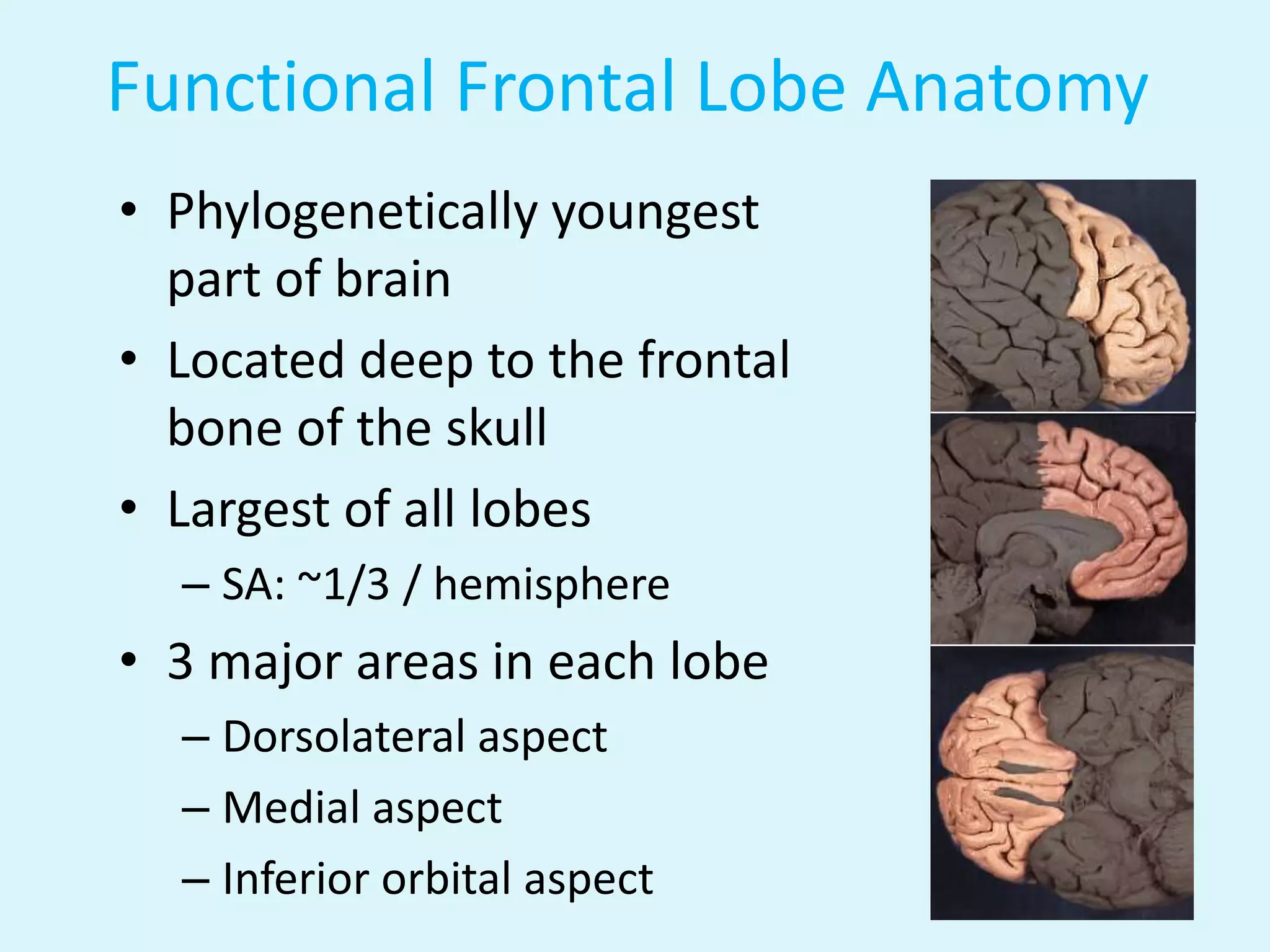 Functional Frontal Lobe Anatomy
• Phylogenetically youngest
  part of brain
• Located deep to the frontal
  bone of the skull
• Largest of all lobes
  – SA: ~1/3 / hemisphere
• 3 major areas in each lobe
  – Dorsolateral aspect
  – Medial aspect
  – Inferior orbital aspect
 