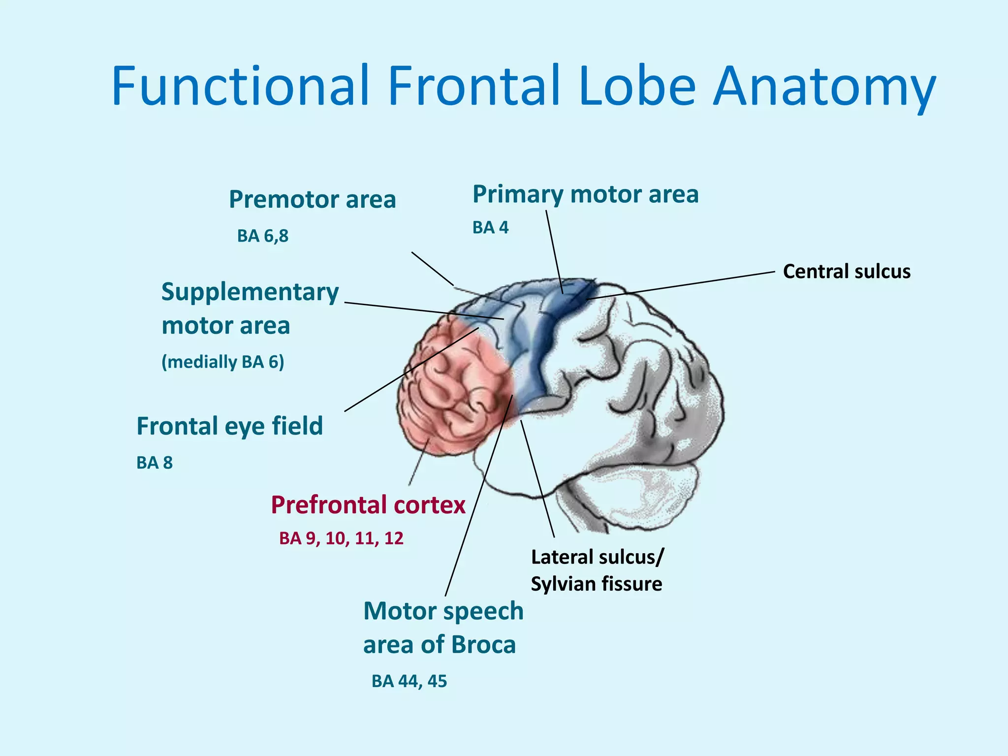 Functional Frontal Lobe Anatomy
           Premotor area                Primary motor area
            BA 6,8                      BA 4

                                                                 Central sulcus
   Supplementary
   motor area
   (medially BA 6)


 Frontal eye field
 BA 8

                Prefrontal cortex
                 BA 9, 10, 11, 12
                                               Lateral sulcus/
                                               Sylvian fissure
                           Motor speech
                           area of Broca
                            BA 44, 45
 