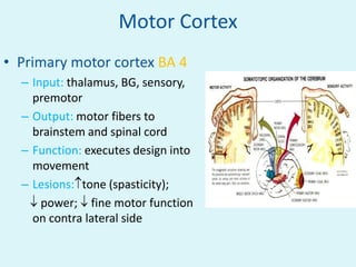 Motor Cortex
• Primary motor cortex BA 4
  – Input: thalamus, BG, sensory,
    premotor
  – Output: motor fibers to
    brainstem and spinal cord
  – Function: executes design into
    movement
  – Lesions: tone (spasticity);
      power; fine motor function
    on contra lateral side
 