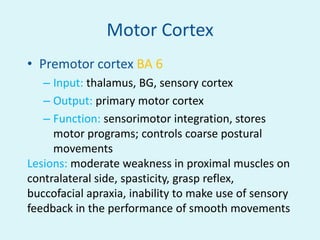 Motor Cortex
• Premotor cortex BA 6
   – Input: thalamus, BG, sensory cortex
   – Output: primary motor cortex
   – Function: sensorimotor integration, stores
     motor programs; controls coarse postural
     movements
Lesions: moderate weakness in proximal muscles on
contralateral side, spasticity, grasp reflex,
buccofacial apraxia, inability to make use of sensory
feedback in the performance of smooth movements
 