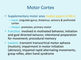 Motor Cortex
• Supplementary motor area medial aspect of BA 6
   – Input: cingulate gyrus, thalamus, sensory & prefrontal
     cortex
   – Output: premotor, primary motor
• Function: involved in motivated behavior, initiation
  and goal directed behavior, intentional preparation
  for movement; procedural memory
• Lesions: transient transcortical motor aphasia
  (mutism), impairment in motor initiation
  (akinesis); impaired rapid alternating movements,
  grasp reflex, alien hand syndrome
 