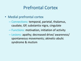 Prefrontal Cortex
• Medial prefrontal cortex
  – Connections: temporal, parietal, thalamus,
    caudate, GP, substantia nigra, cingulate
  – Functions: motivation, initiation of activity
  – Lesions: apathy; decreased drive/ awareness/
    spontaneous movements; akinetic-abulic
    syndrome & mutism
 